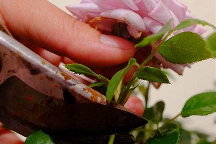月季花败后施什么肥