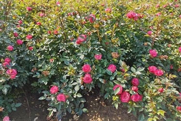 月季开花时能施肥吗