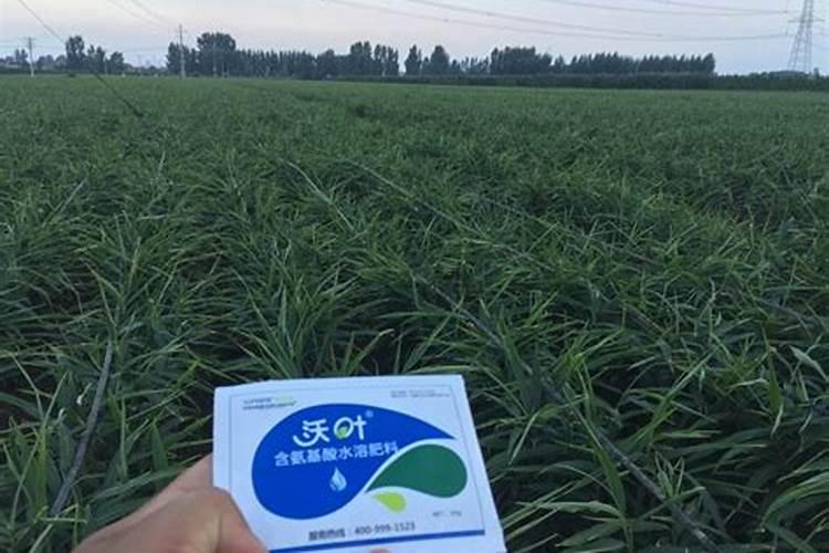 枸杞用什么肥料最好 ？枸杞打什么叶面肥好？枸杞生根用什么肥料好