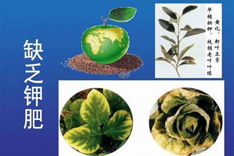 缺少氮磷钾肥分别有什么现象,氮磷钾肥怎么使用