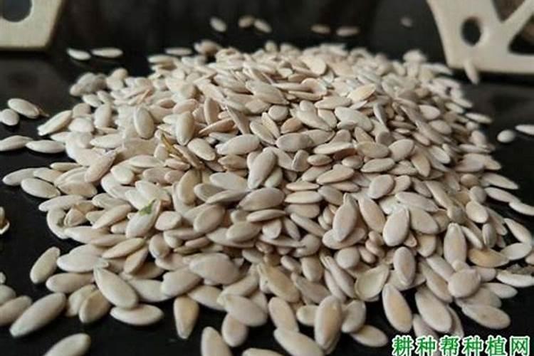 甜瓜小苗期施肥方法