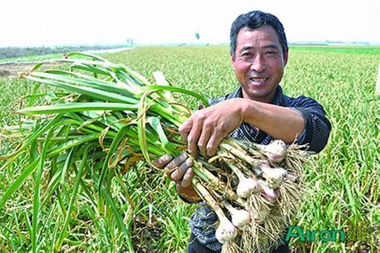 辣椒膨大需要什么元素
