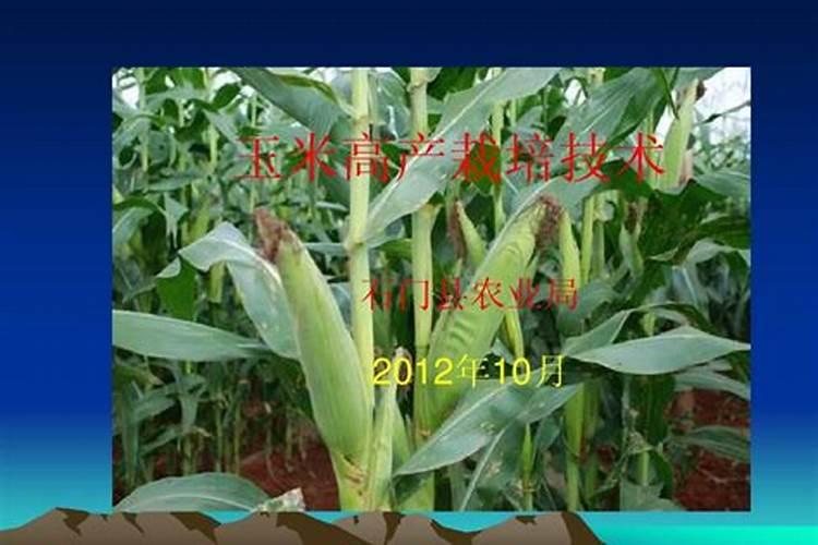 现代玉米高产栽培技术有哪些