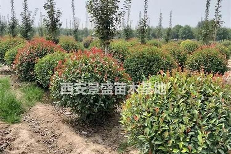 25氮肥追玉米可以吗