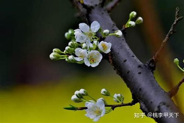 蓝莓用什么肥料