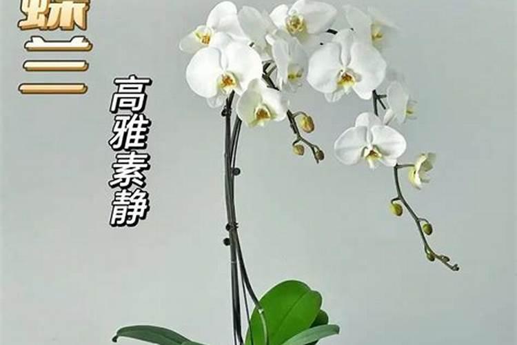 冬青掉叶子怎么办
