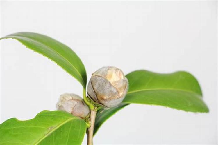 茶花打花苞施什么肥