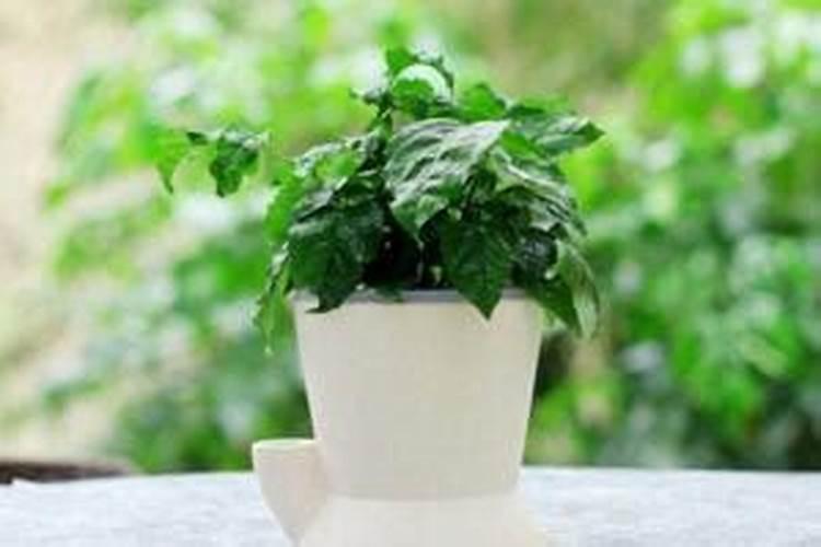腐植酸叶面肥的具体作用是什么？什么时候用效果最好？