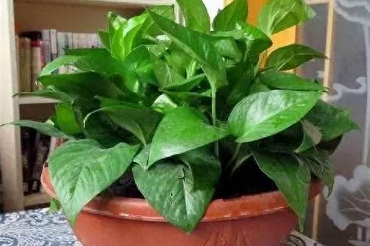 油菜小苗可以用尿素叶面喷洒花卉百科