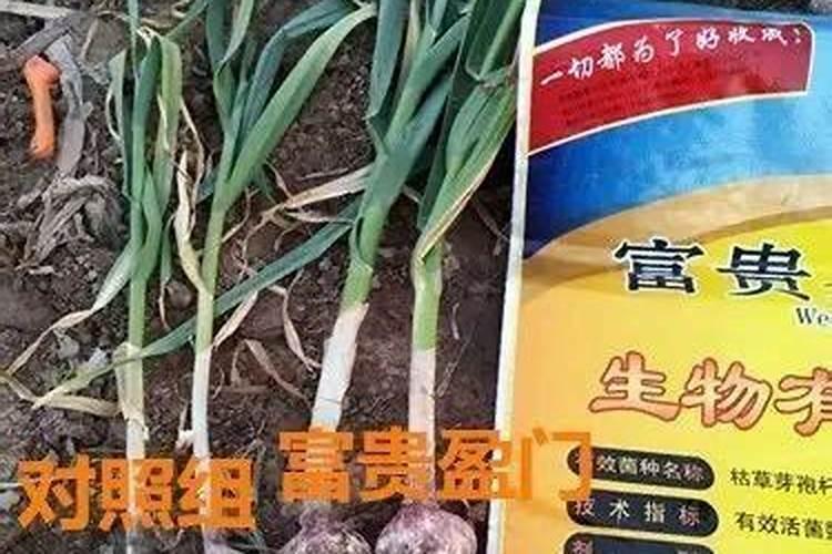 大蒜怎么施肥蒜头大