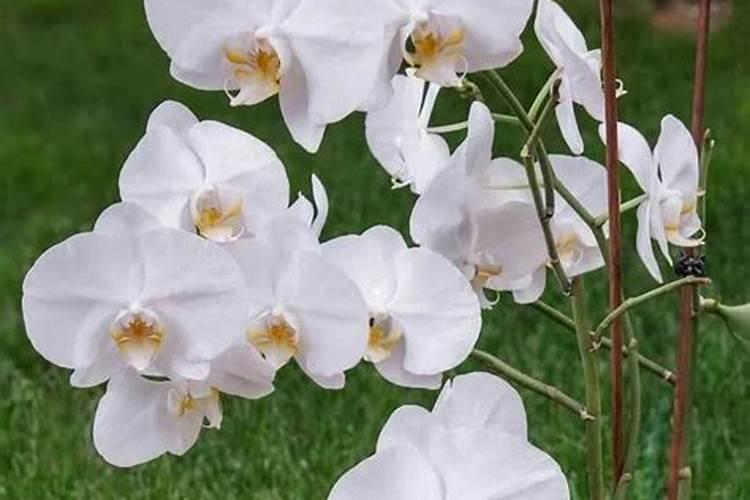 蝴蝶兰的花苞可以喷磷酸二氢钾吗？蝴蝶兰有花蕾可以喷磷酸二氢钾吗百度...