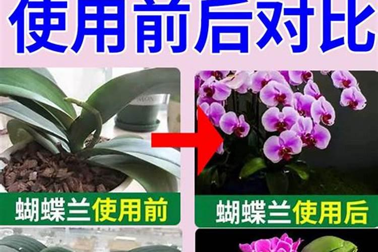苹果花后施什么肥 苹果花后施哪些肥