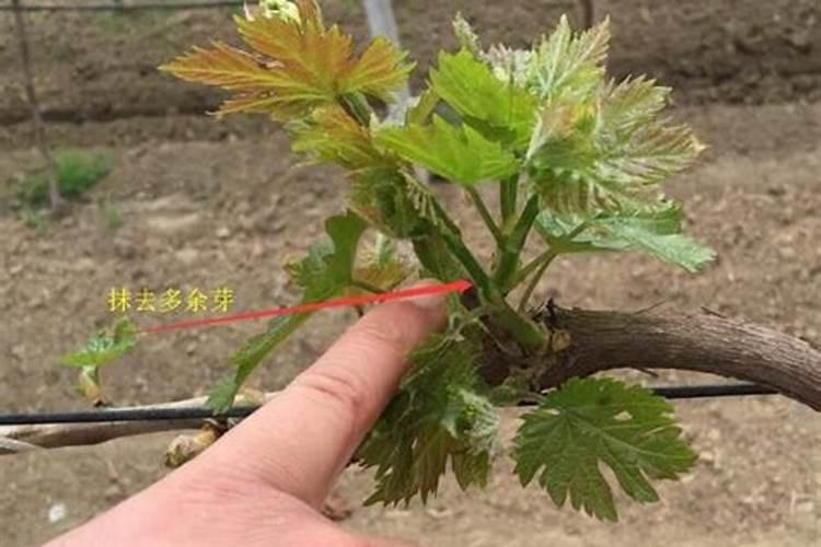 种树葡萄施什么肥