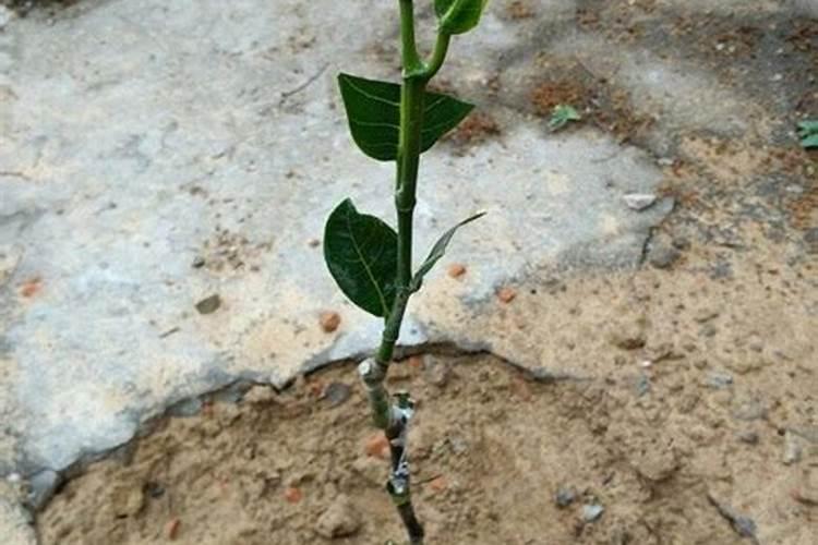 果树肥料怎么施才算好,果树施肥时间及方法