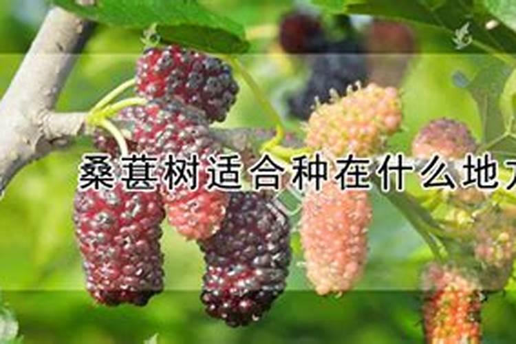 大棚桑葚高产种植技术 桑葚怎么养殖