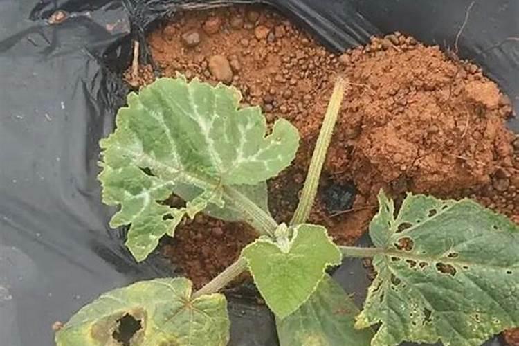 室外南瓜雄花不开就枯萎了,雌花下面的小瓜也在黄豆大小的时候很快变黄...