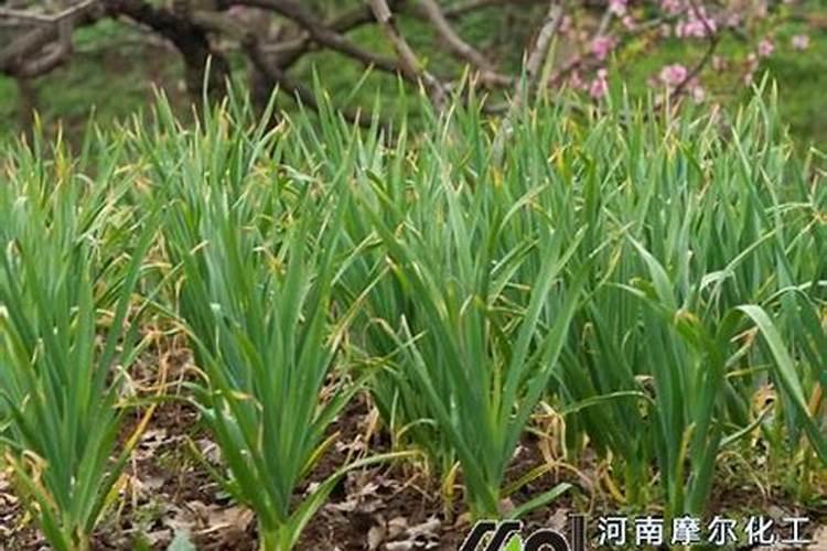 磷肥是什么样的