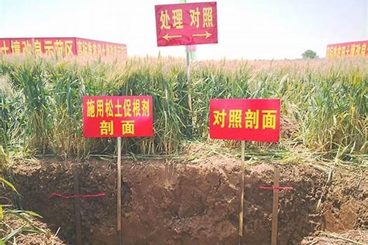 金弹子的养植方法(金弹子树的养殖和注意事项)