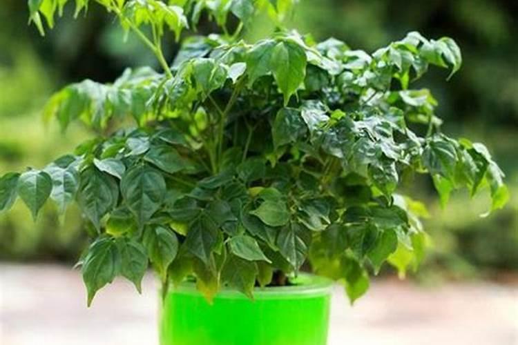 种豌豆用什么肥料最好