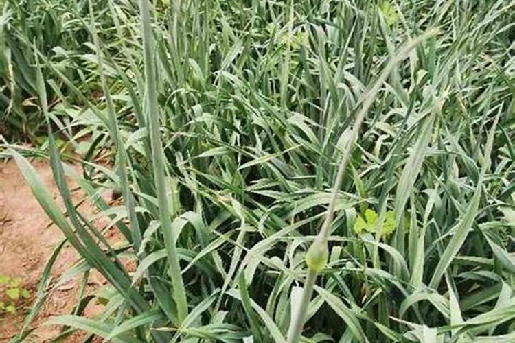 大蒜采收蒜苔后如何管理？