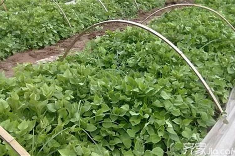 栽红薯用什么肥料最好