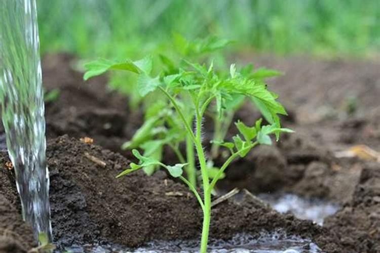 种植春季蔬菜,对水肥的要求都有哪些？怎样科学施肥？