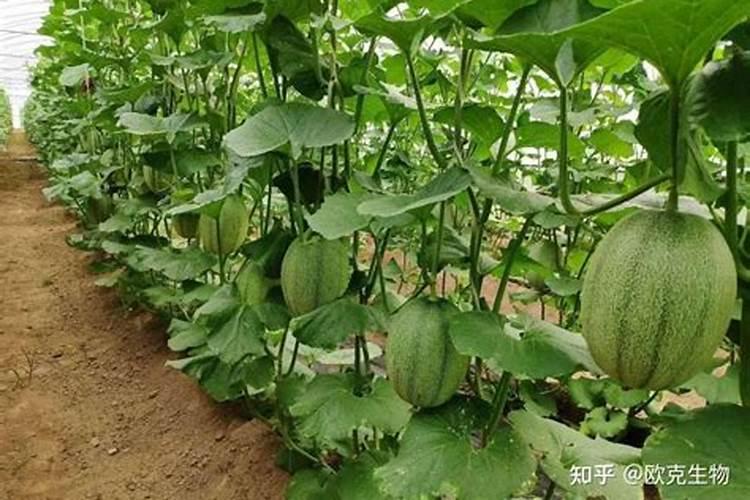 香瓜施什么肥料最好