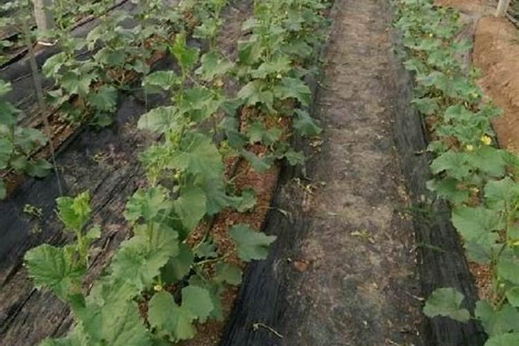 种香瓜用什么肥料最好