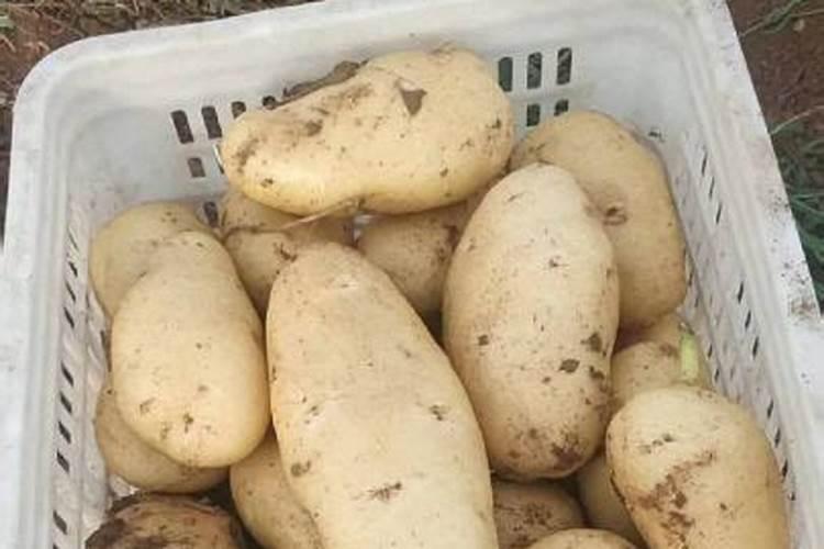 种植土豆用什么化肥