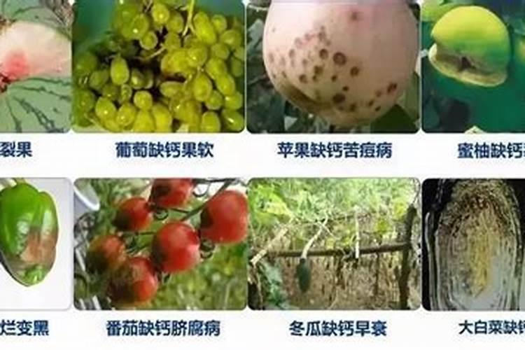 莱籽饼与什么饵料和在一起打鱼窝