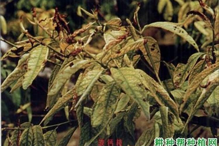 平衡肥膨果快还是高钾肥快