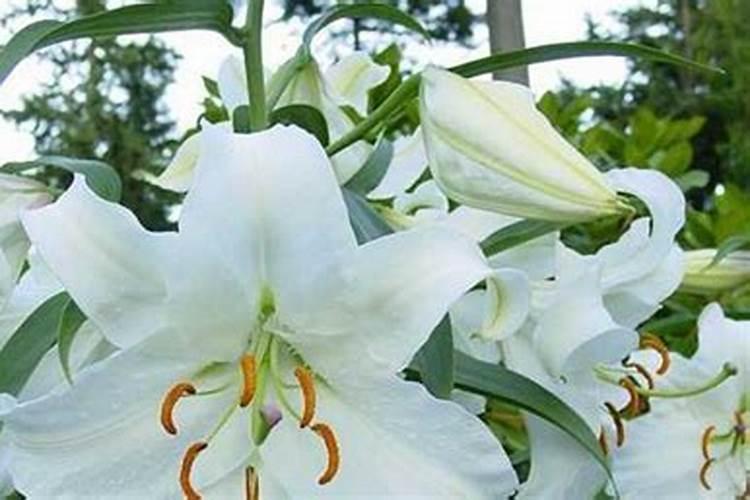香水百合怎么施肥