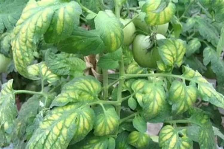 西瓜最忌三种肥料