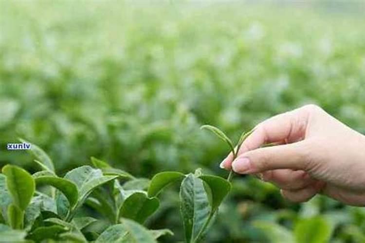 给茶树施什么肥,怎么种植和管理