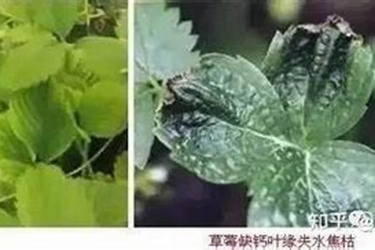 镁肥的效果是什么？施用时需要注意什么？