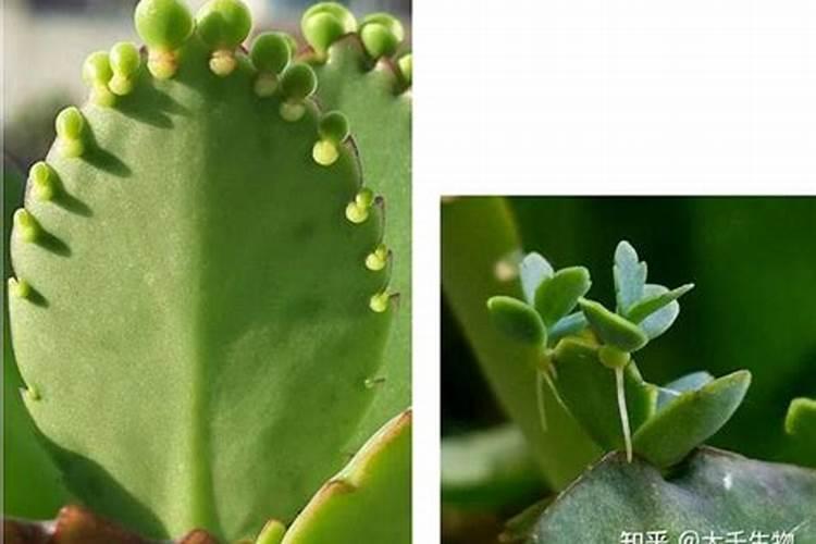请问:在氯化钾肥里面添加进去腐植酸和粘土,经过高温滚筒造粒之后,如何...