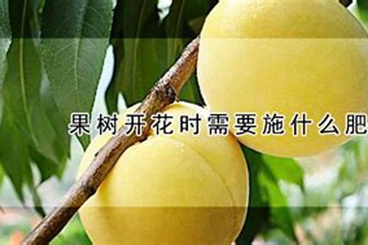 果树春天施什么肥料最好