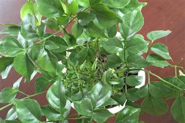 西瓜苗移植后多久施肥