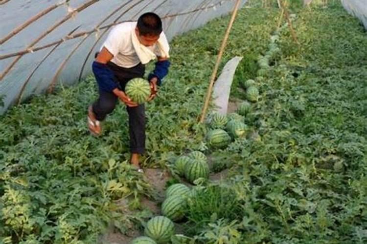复合肥可以兑水浇花吗