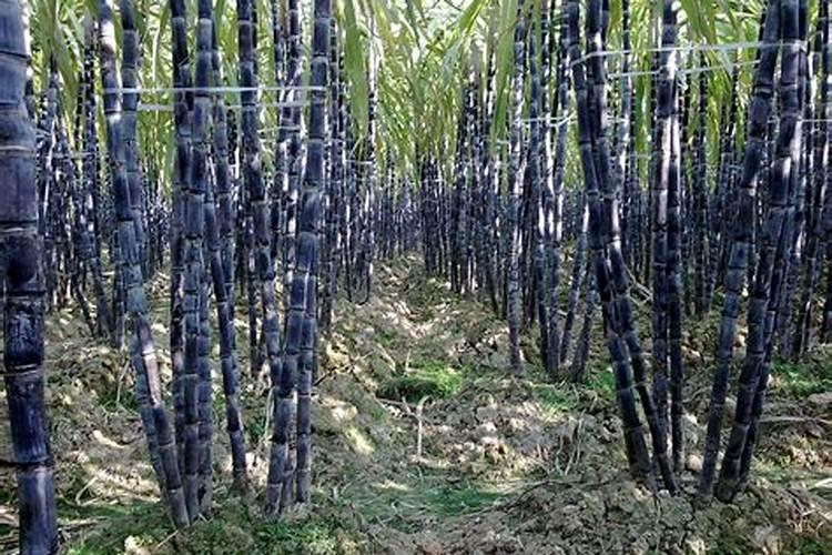 大蒜催苔肥用什么肥好