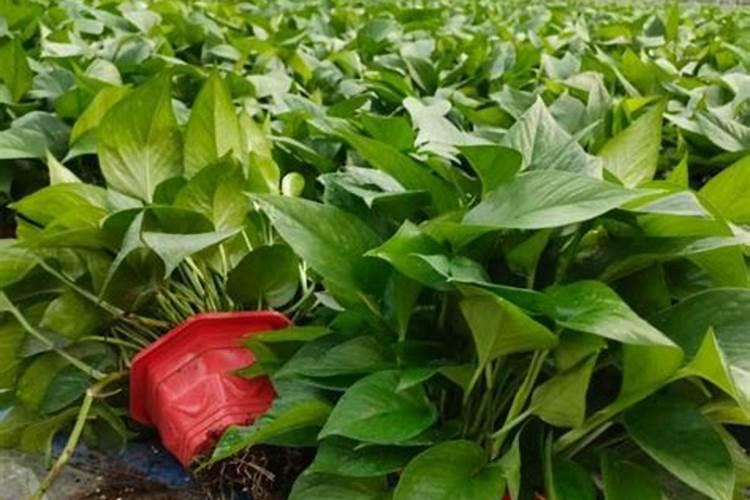 种红薯用什么肥料最好高产？