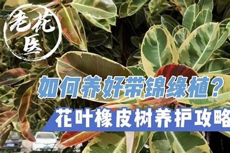 我家的桂花树不死不活的,叶子一半枯黄一半绿,该怎么办啊？跪求各位大神...