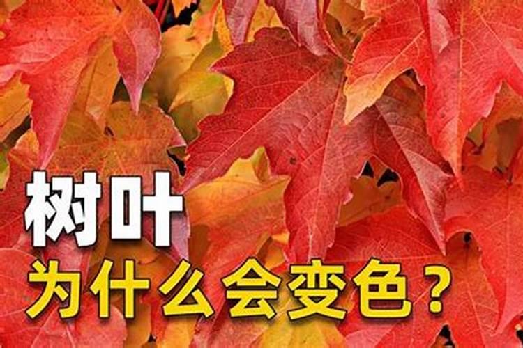 常见的柑橘叶面肥有哪些呢？什么样的叶面肥对柑橘的生长发育作用比较大...