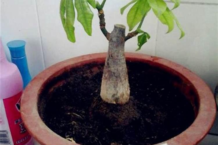 花上营养液好还是花肥好？