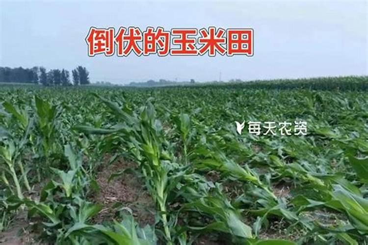 现在玉米施肥还管用吗？