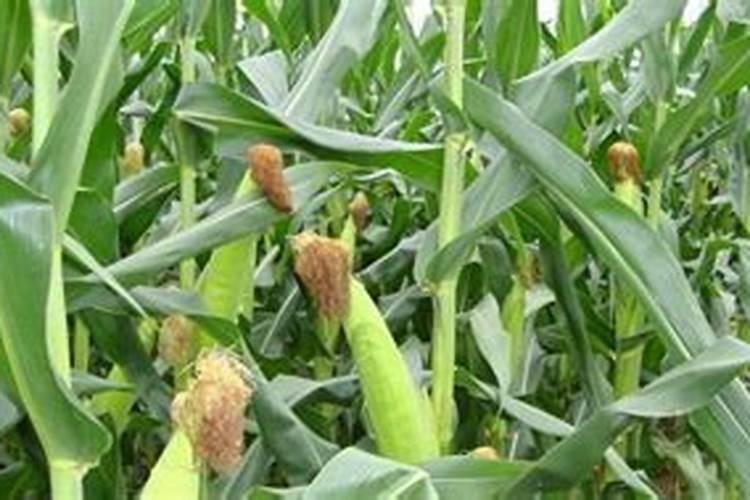 玉米地里面干旱能打玉米套餐吗