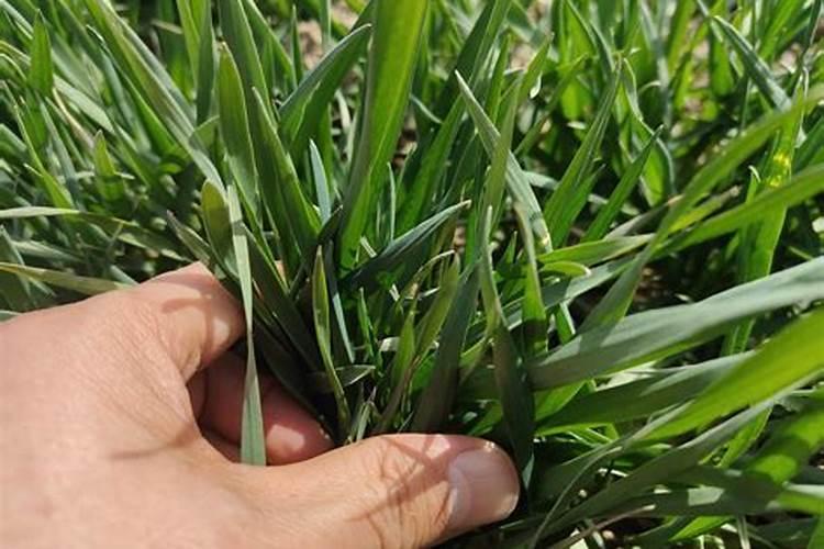 硼肥对改善花椰菜品质的重要作用及施用方法有哪些？