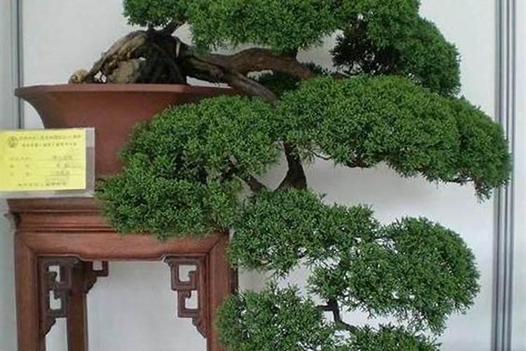 蓝靛果日常养护常识