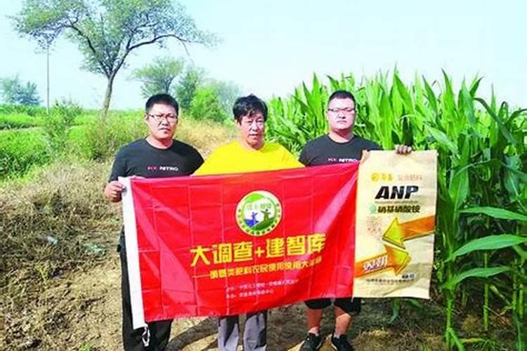 兰花喷什么叶面肥最好(兰花叶面肥喷施注意事项)