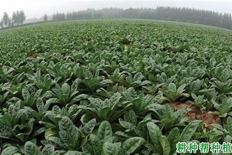 现在生地黄还需要浇水吗？
